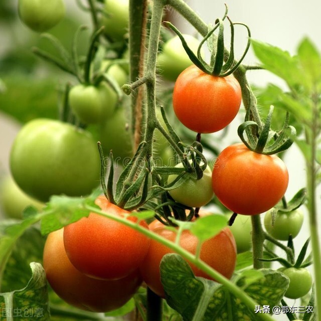 番茄开花不坐果怎么回事,番茄开花如何打枝才能长得更好