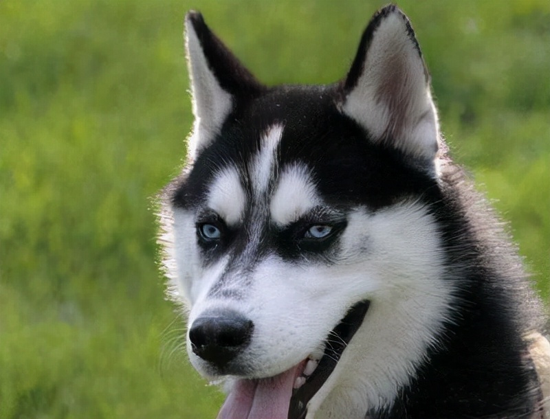 最正确的哈士奇饲养方法,哈士奇爱拆家怎么还那么多人养