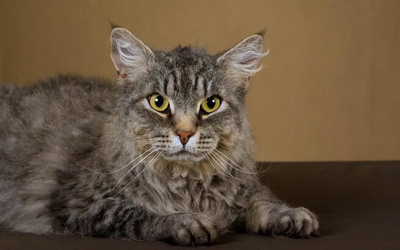 什么品种的猫猫既便宜又好养好看,稀有猫咪品种可饲养