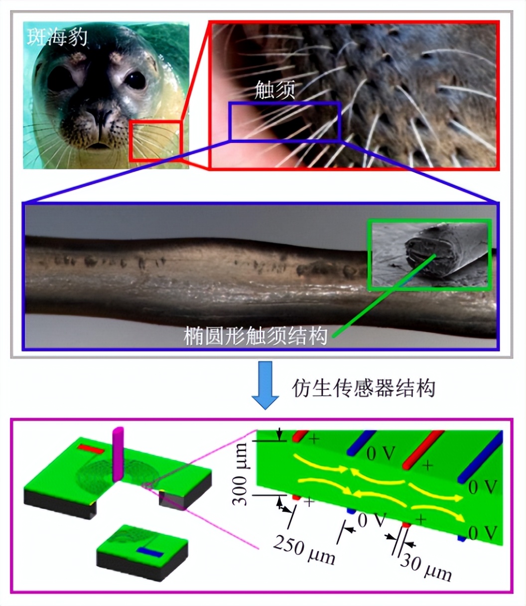遨游海洋的神器,遨游海底的工具