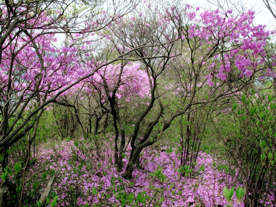 四明山华顶杜鹃,浙东华顶杜鹃群落