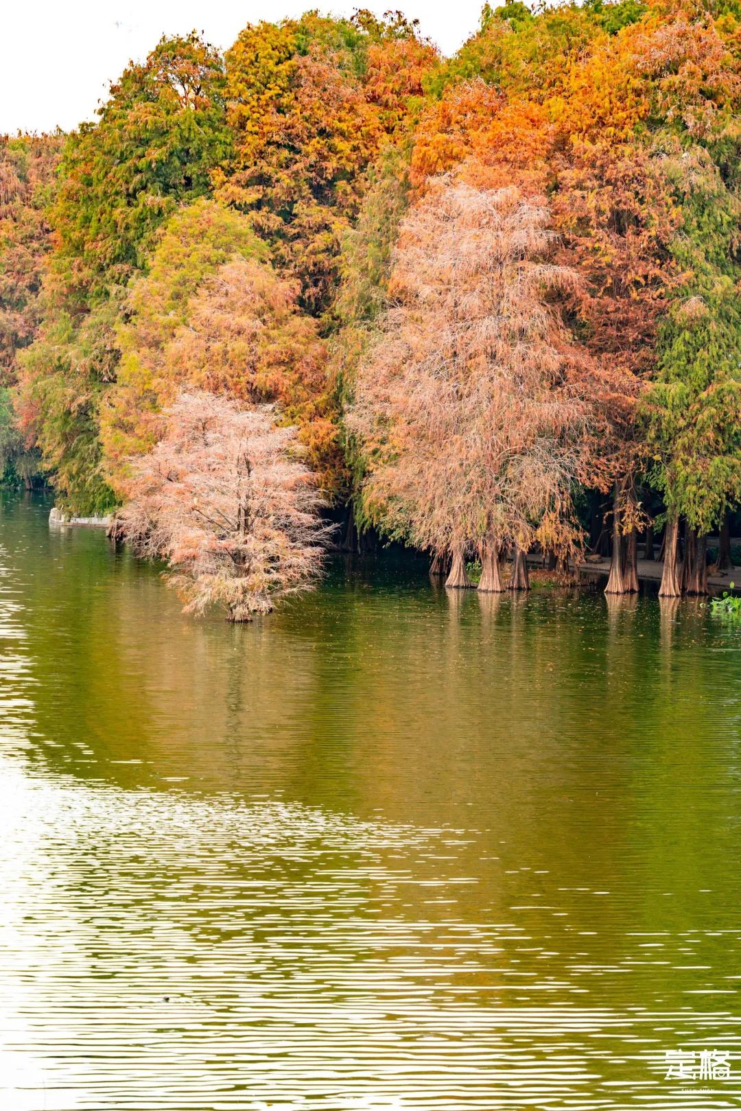 娲箹鍏洯娣卞湷,娲箹鍏洯鑽疯姳