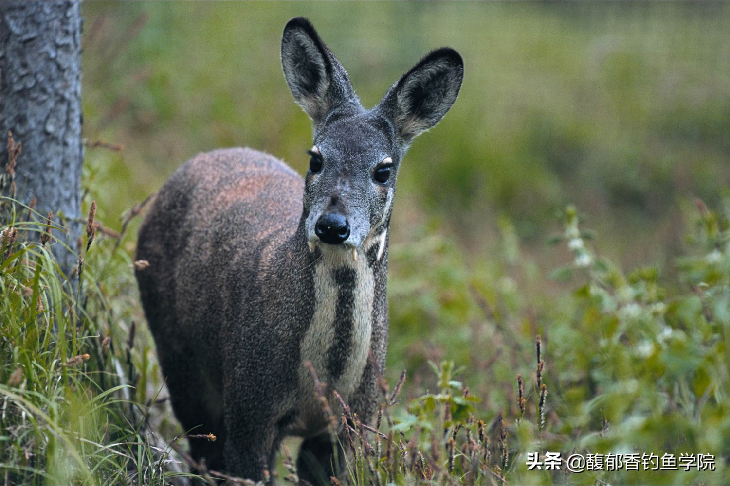 麝香酒钓鱼真的有效吗,麝香钓鱼对人体有害吗