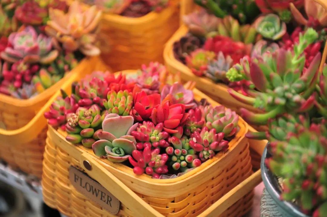 济南花市排名,济南赏花打卡地