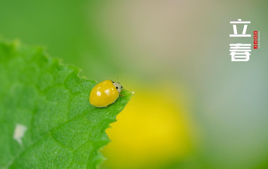 关于立春的古诗词名句,10首立春诗词送你最美的祝愿