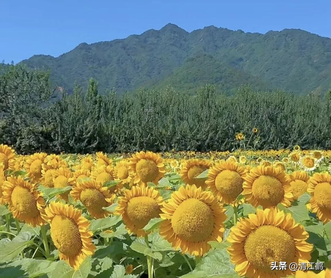 常用植物生长调节剂正确使用方法,植物调节剂喷后几个小时见效果
