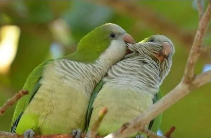 国内能合法饲养的鹦鹉品种,凯克鹦鹉合法饲养图片大全