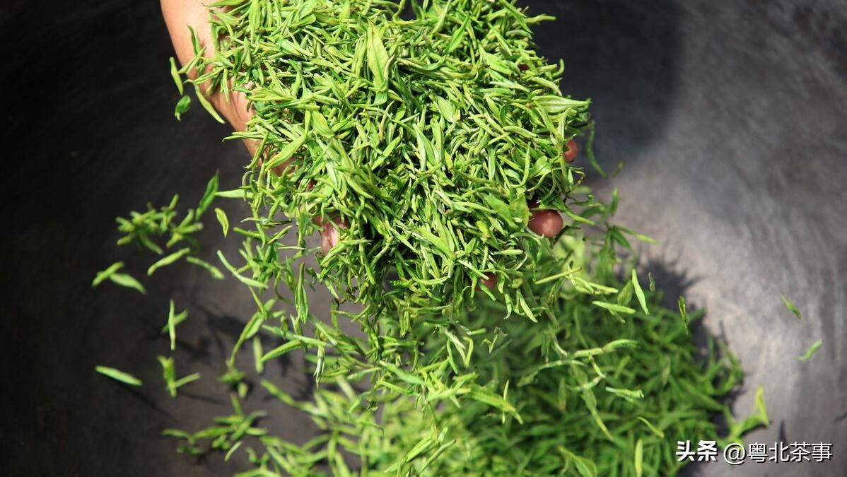观音茶手工制茶和机器制茶的区别,手工制茶和人工制茶的区别是什么