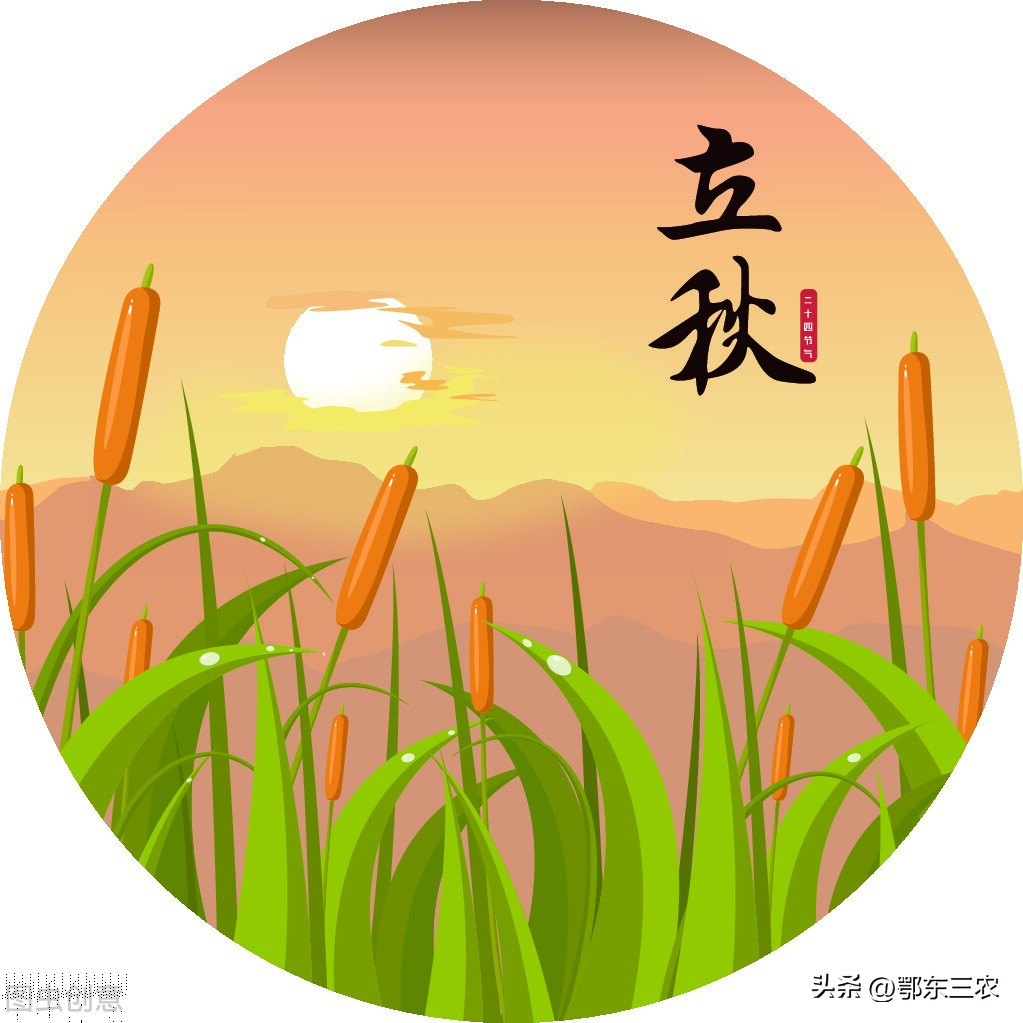 立秋有雨词句,立秋有雨谚语