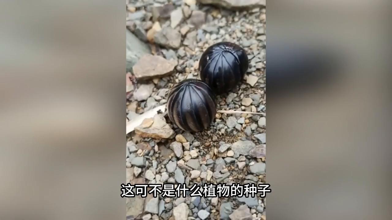 诡异的生物被大量发现?手臂上被某种虫子吸附