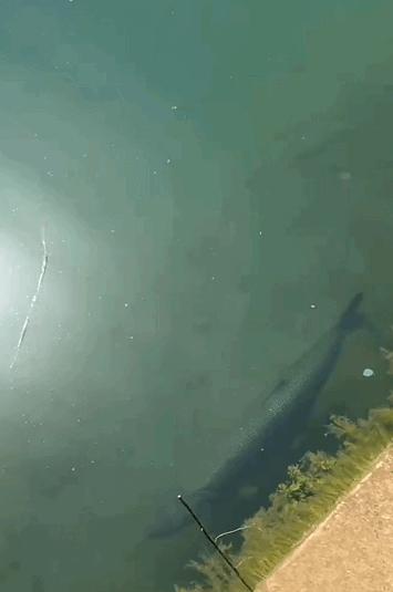 长江鲢鳙鱼群,湖北为什么鲢鳙多