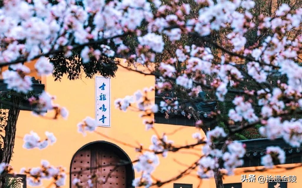 南京鸡鸣寺樱花盛开的时候,鸡鸣寺看樱花要门票吗