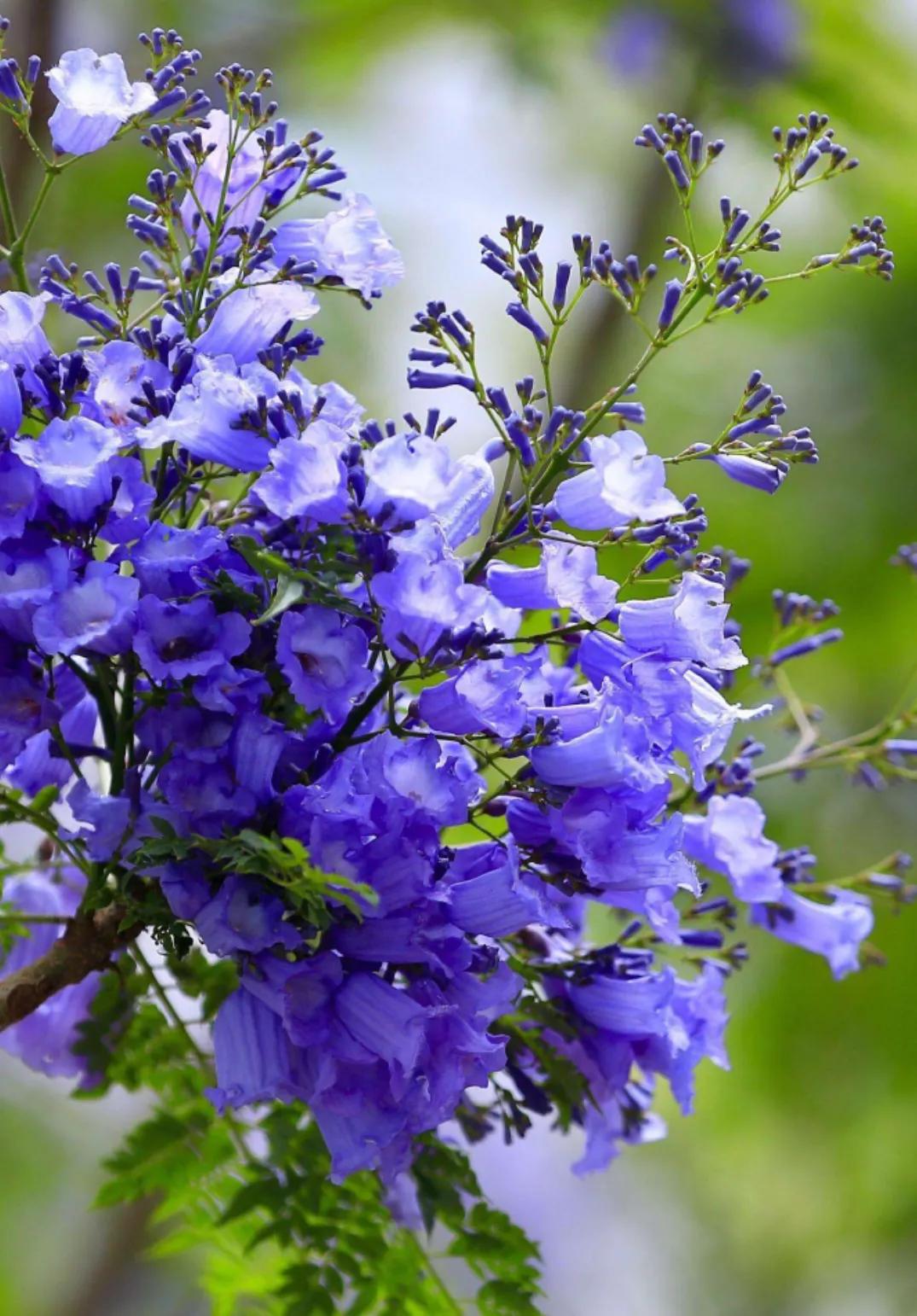 春夏之交，越来越多的花含苞欲放，这一百种娇媚蓓蕾真是美不胜收