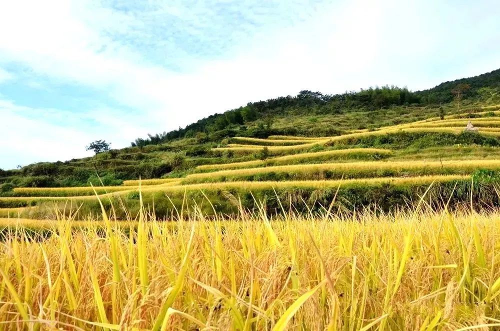 冷门春天诗词10首,50句绝美的春天诗词