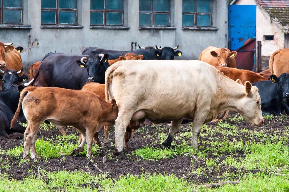 肉牛养殖技术西门塔尔牛养殖视频,生牛养殖和肉牛养殖的区别