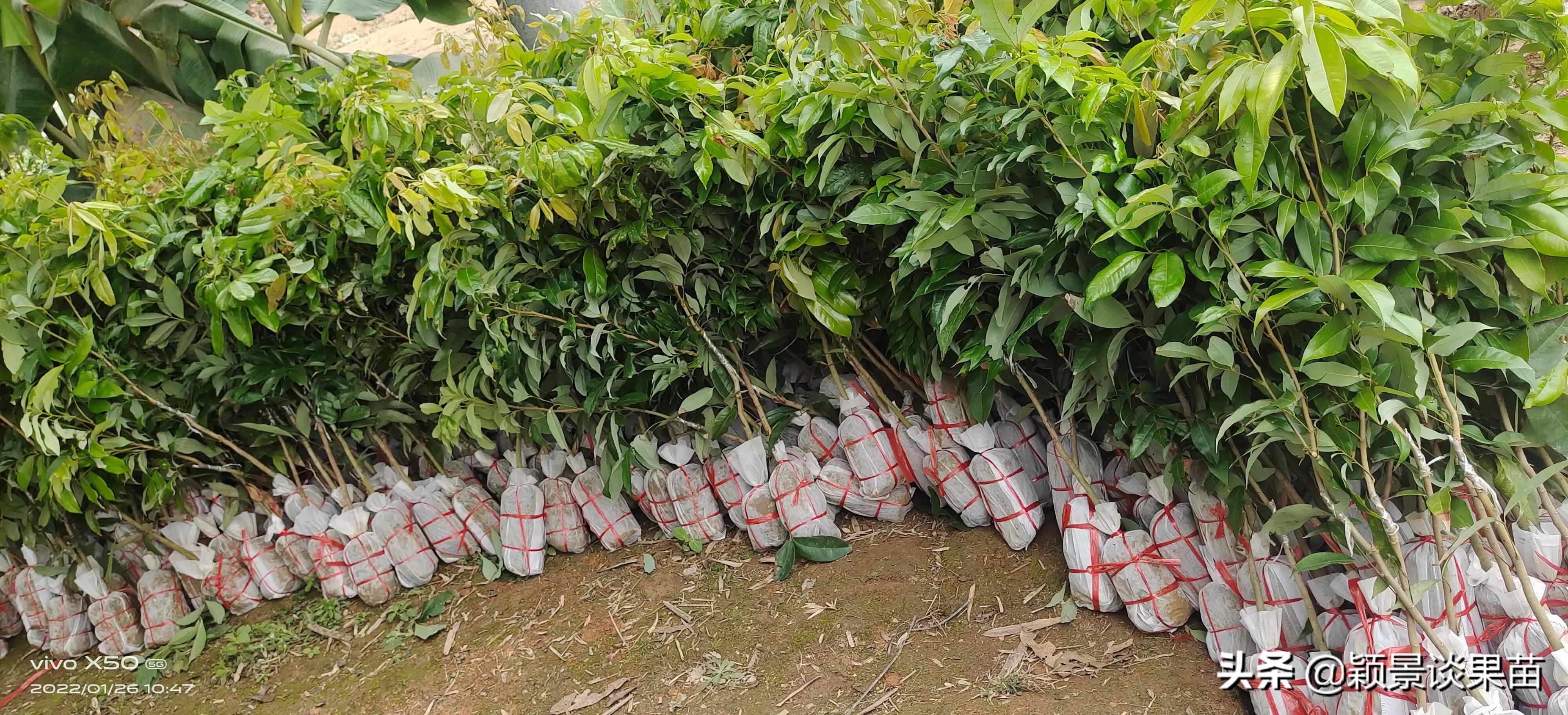 适合南宁种的水果树苗,适合广西种的阳台水果苗