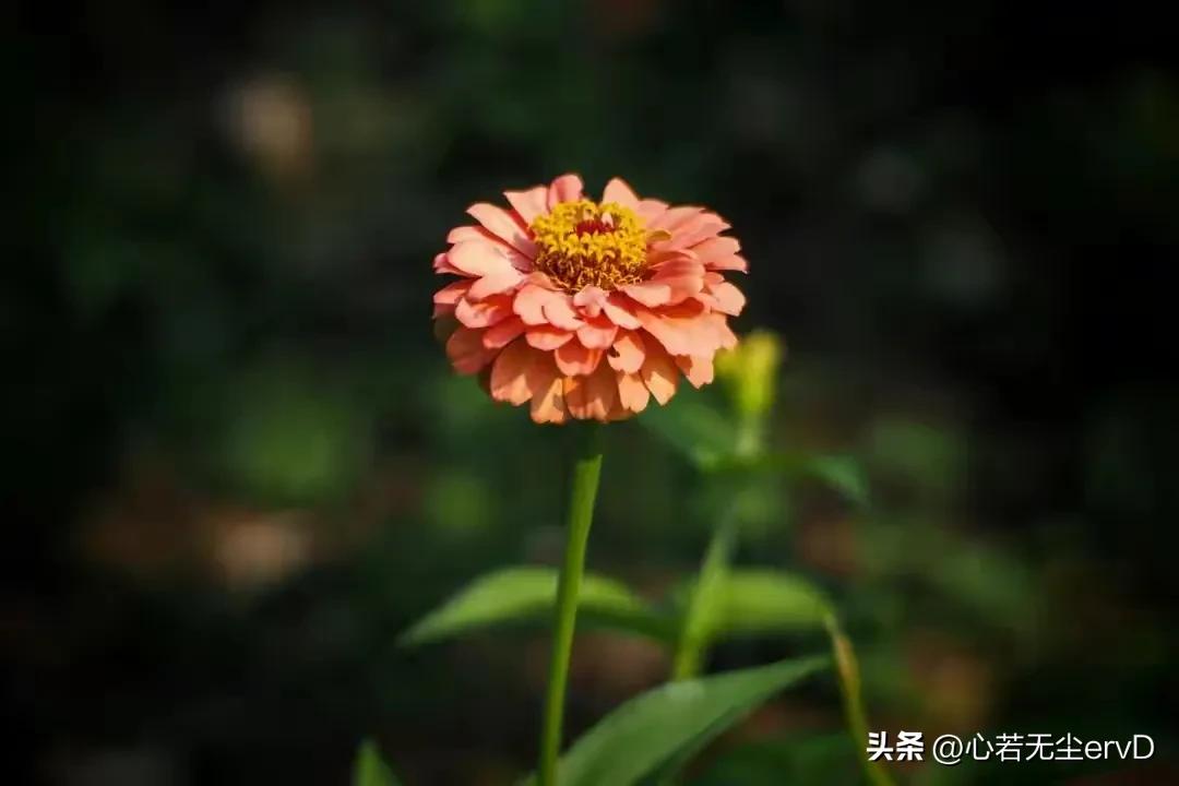 女儿啊，你没有权力鄙薄父母的卑微，你要做的是给他们体面的生活