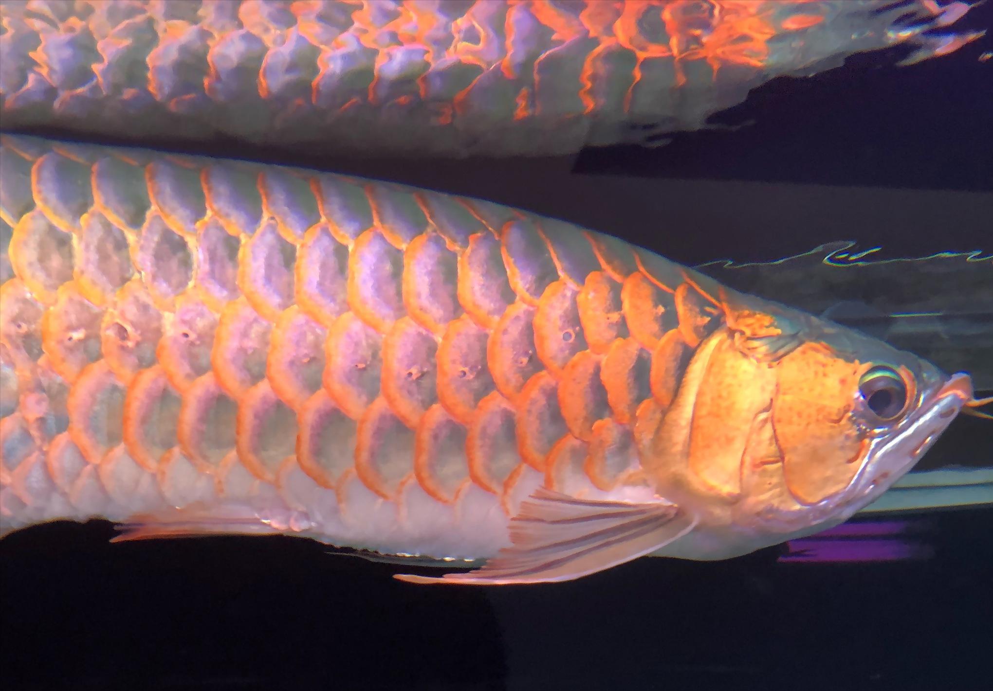 小鱼缸养龙鱼会有什么后果,小缸养龙鱼会长大吗