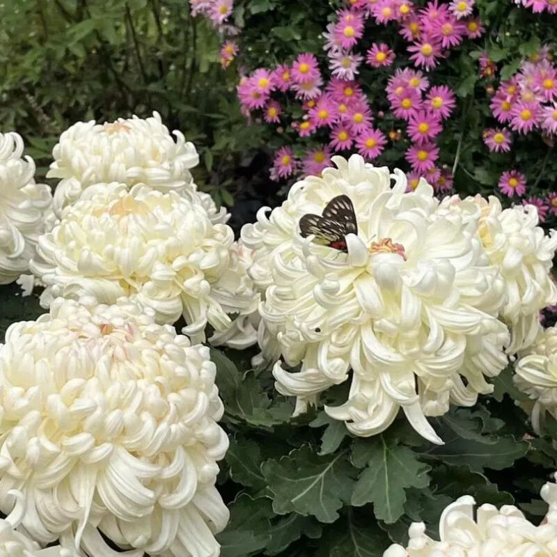 深圳市东湖公园一年一季的菊花展,深圳的东湖公园的菊花展漂亮极了