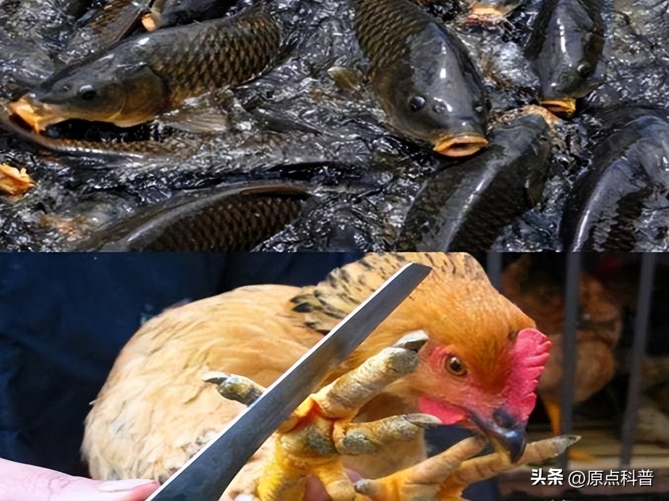 中国十禁名菜,十道禁忌名菜