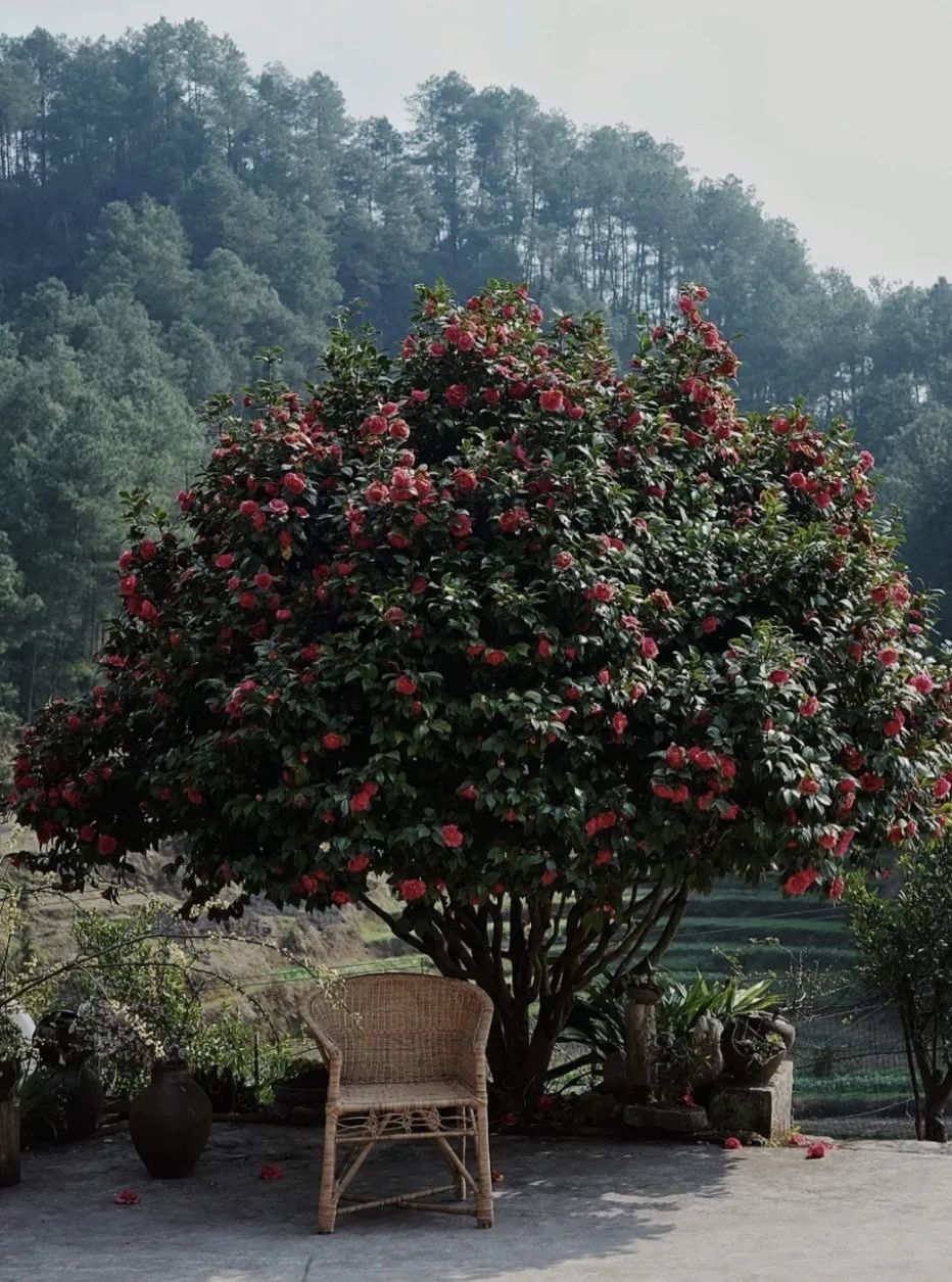 四个人回老家改造老房子,90后回农村建房子视频