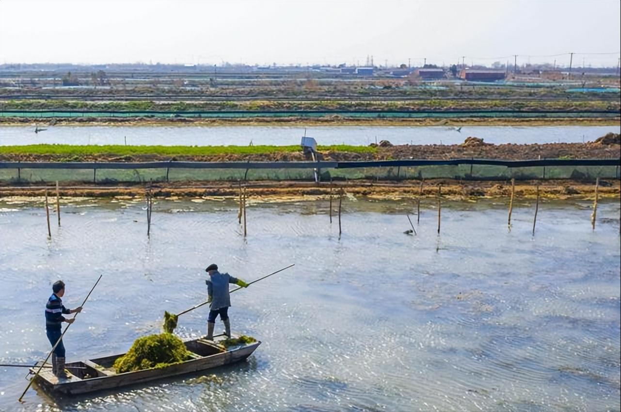 泗洪河蟹养殖用水草,江苏养河蟹技术