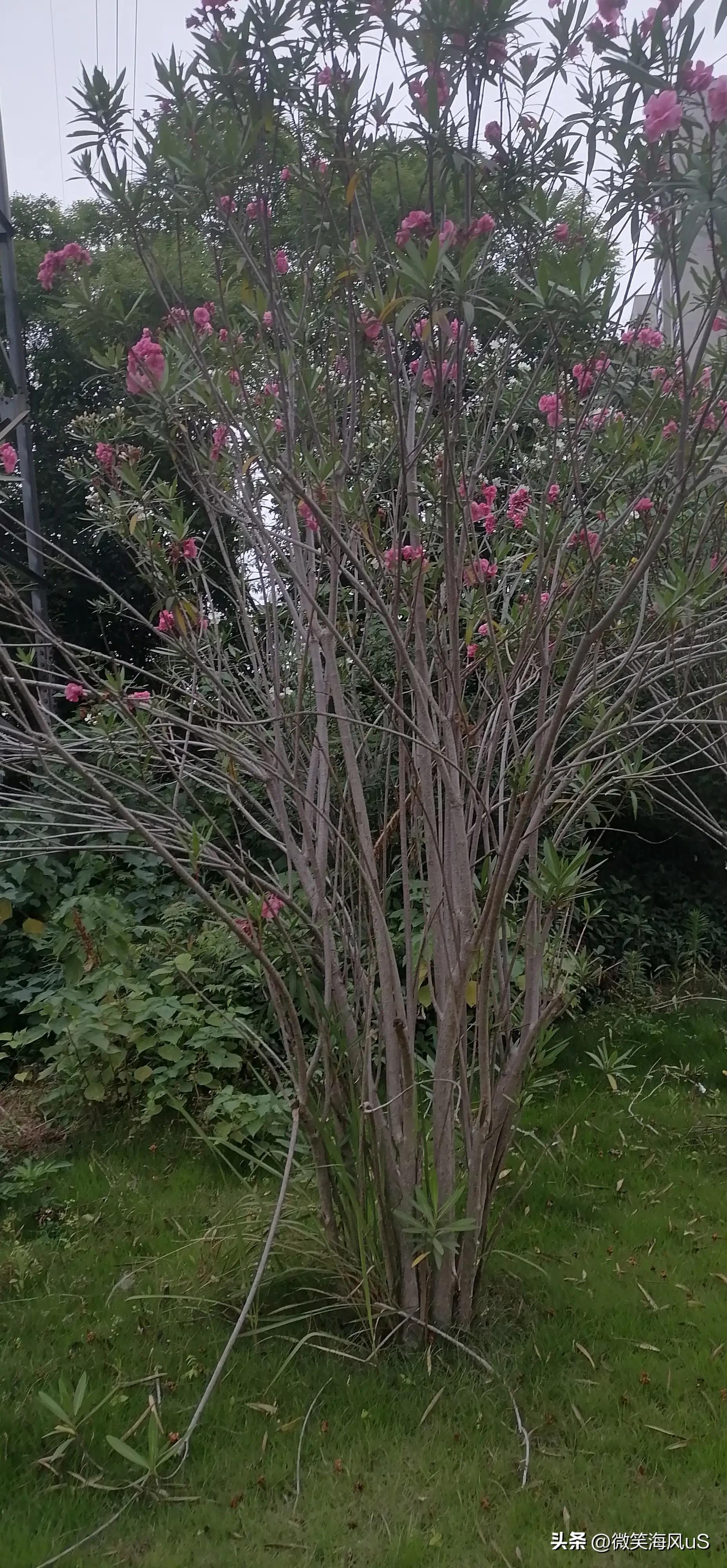 夹竹桃作品图片大全,夹竹桃花小说