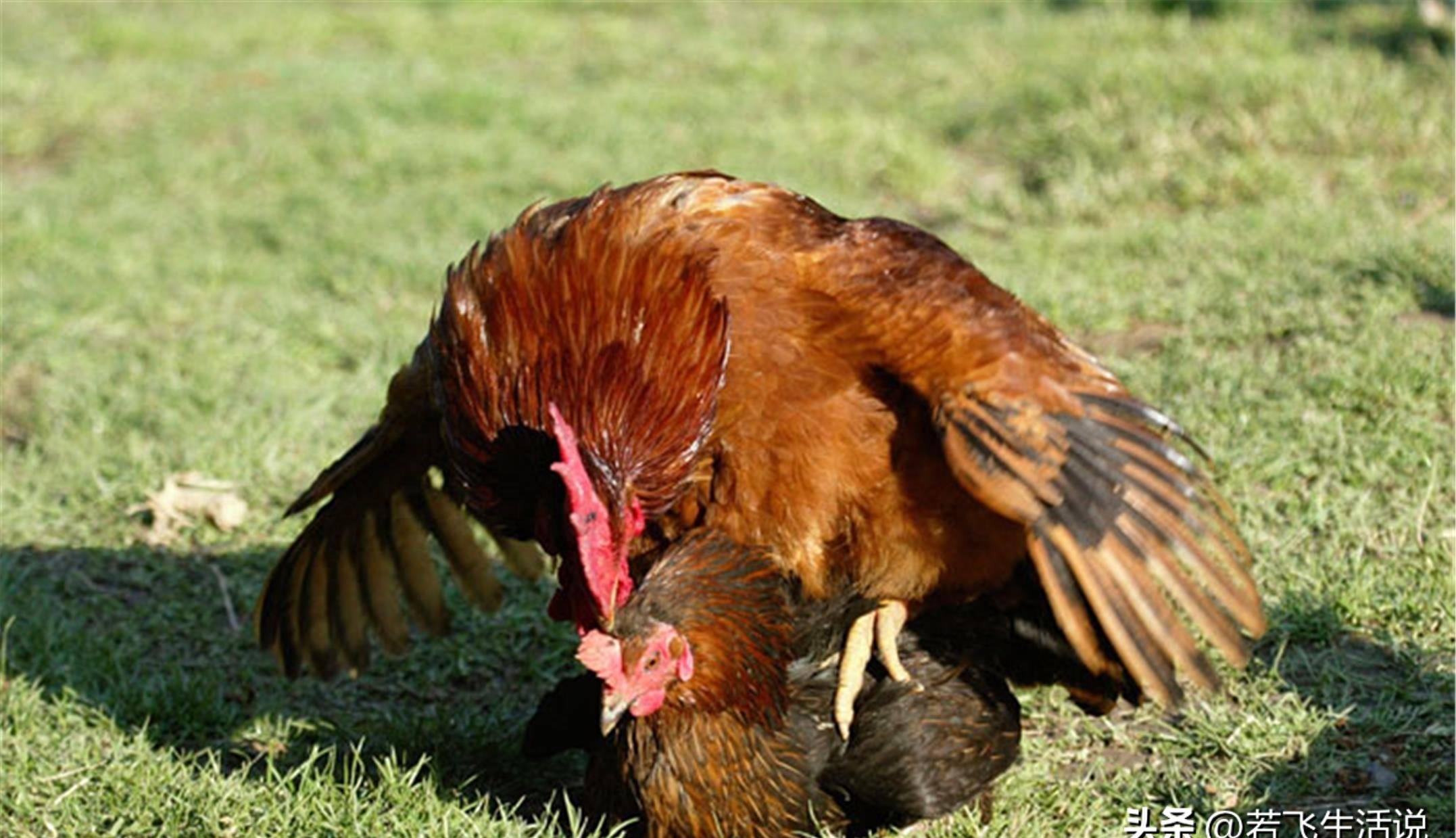 神奇的公鸡产卵,神奇公鸡