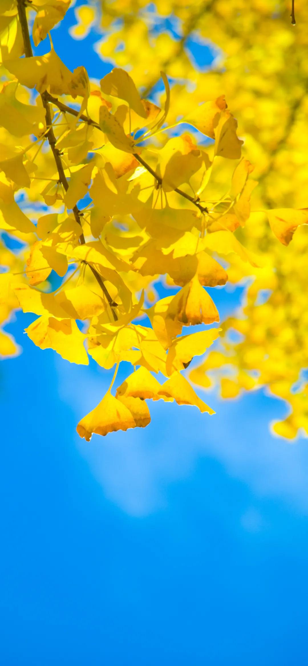 全屏壁纸,全屏壁纸高清