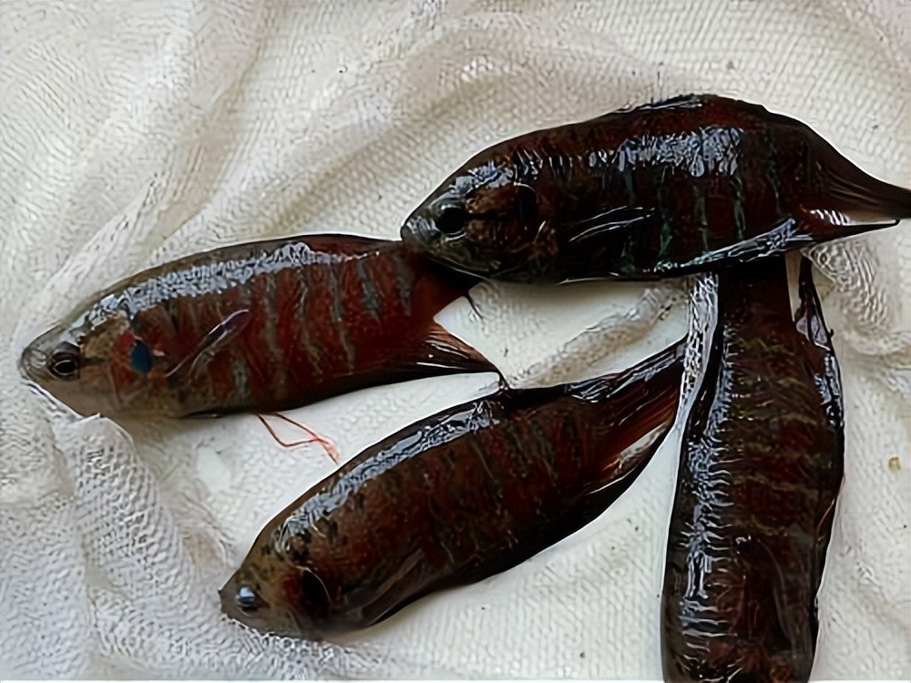 菩萨鱼曾经在农村经常见到，被当*鸡做**鸭零食，为啥现在很少见到？