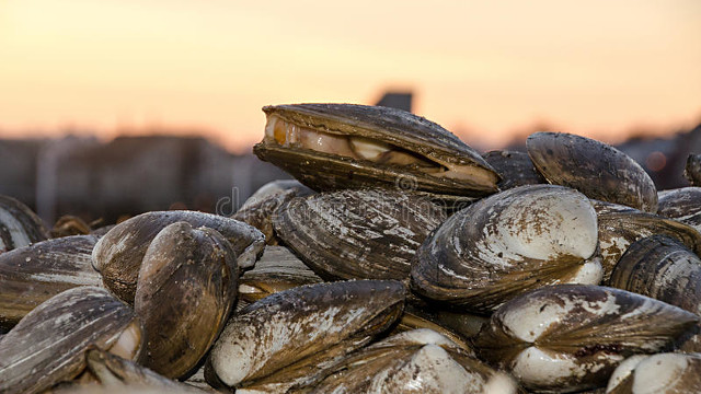 化痰止咳平喘药中药,平喘止咳化痰的药有哪些中药