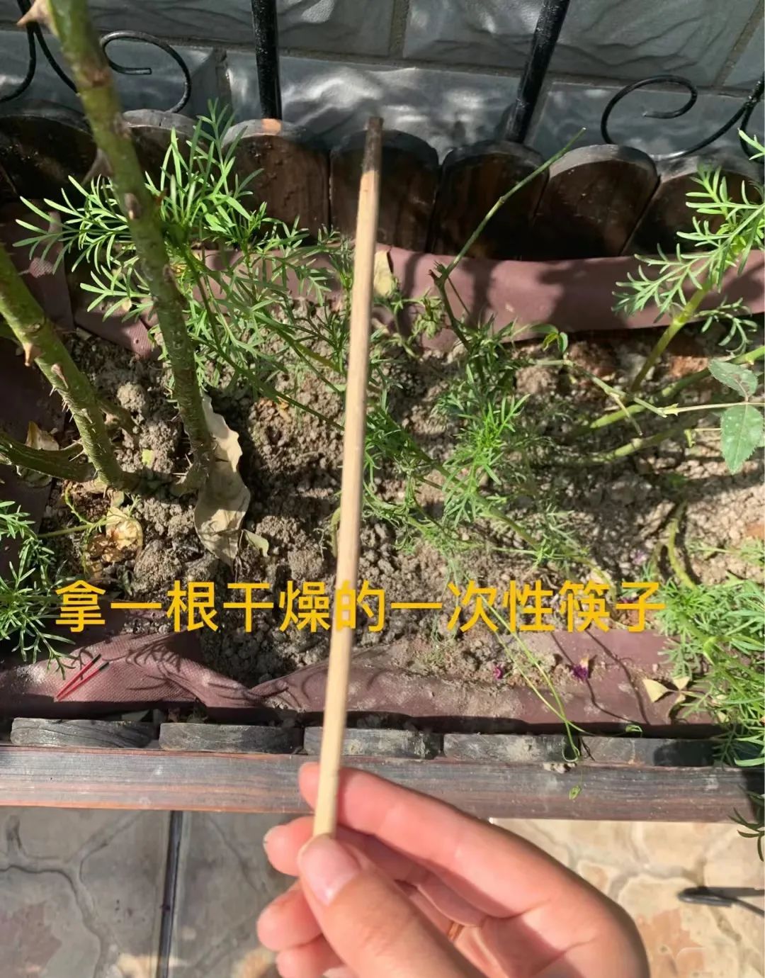 浇水的正确方法和技巧视频,浇水的技巧绝对是个重要的环节