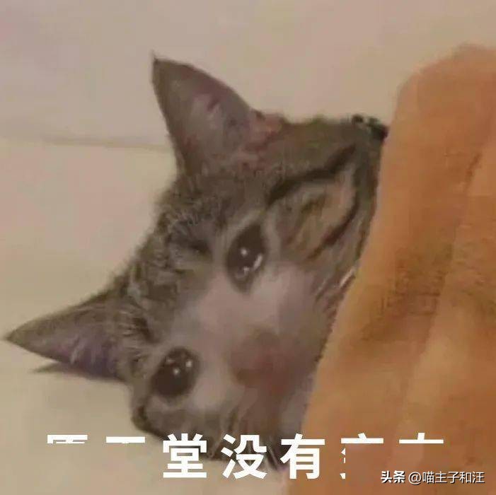 猫被打成脑震荡,猫咪被我打成应激脑震荡