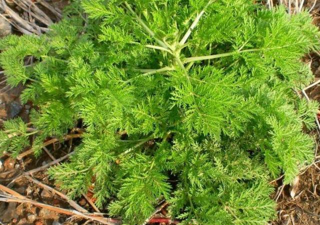 中医故事华佗的故事,华佗故事30个字