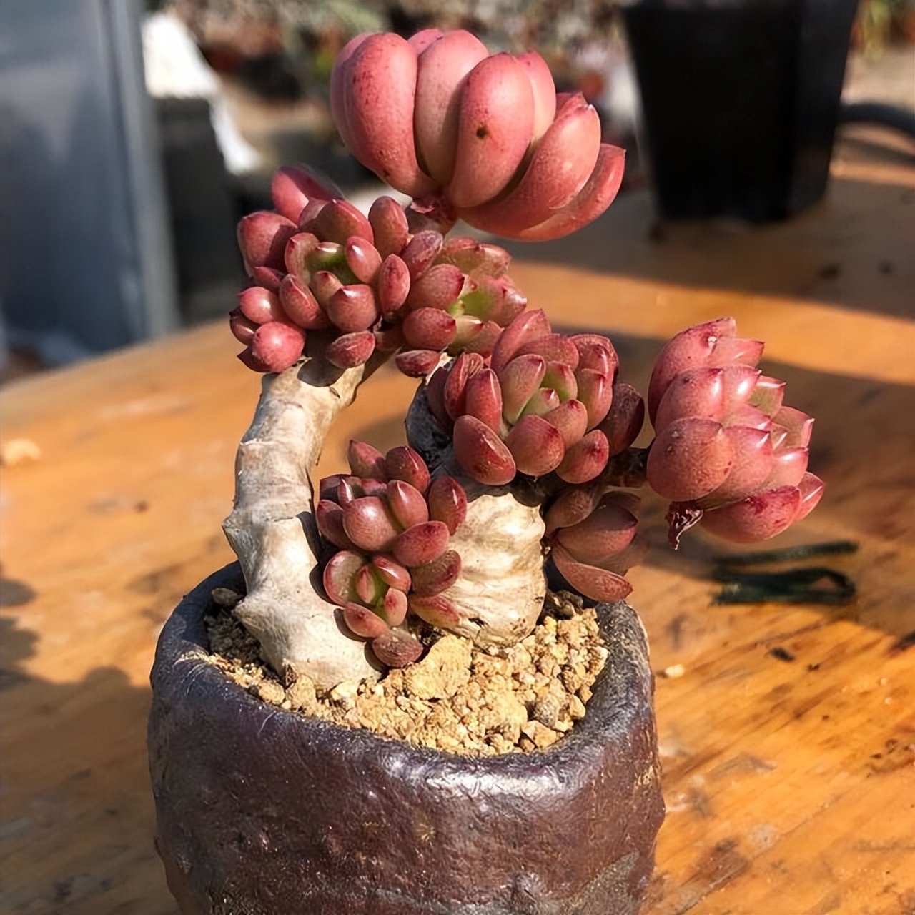 多肉红宝石夏季多长时间浇一次水,多肉红宝石徒长