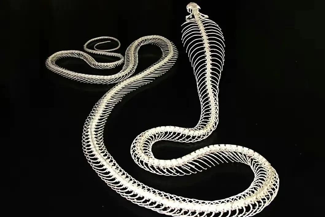 一个人被蟒蛇吞进肚子里，为什么手里有刀也无法破腹逃出来？