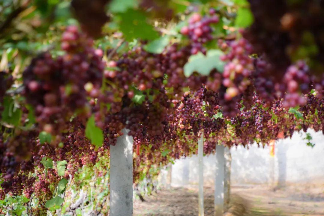 最好吃的爆浆葡萄,香甜爆汁葡萄
