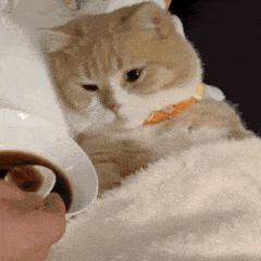 新手常见的害猫行为,看似爱猫实测害猫的五个行为