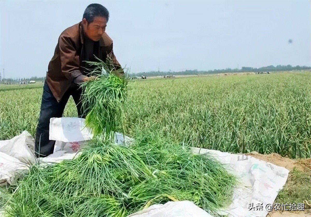 蔬菜批发价突破2元1斤,蔬菜突然猛涨价