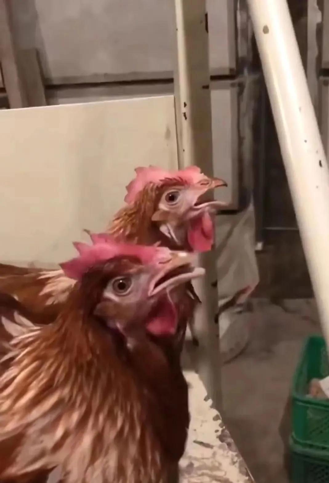 鸡呼吸道疾病吃什么药,鸡呼吸道症状用人用药怎么治