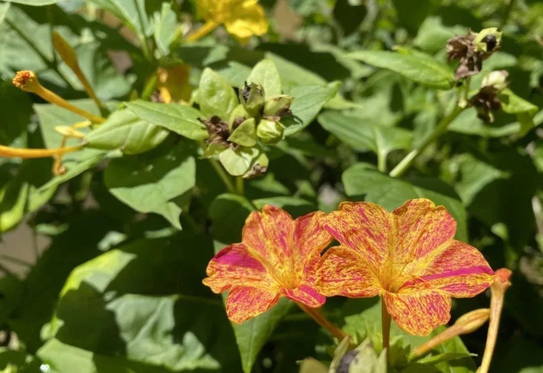 指甲花的图片和特征,干净耐看短指甲花