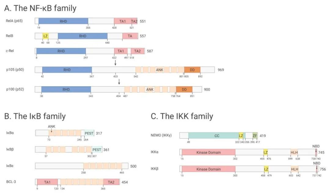 信号通路差异分析,常见的信号通路
