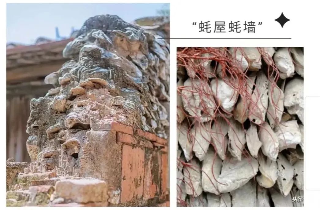 牡蛎被称为海中牛奶,牡蛎是海蛎壳吗