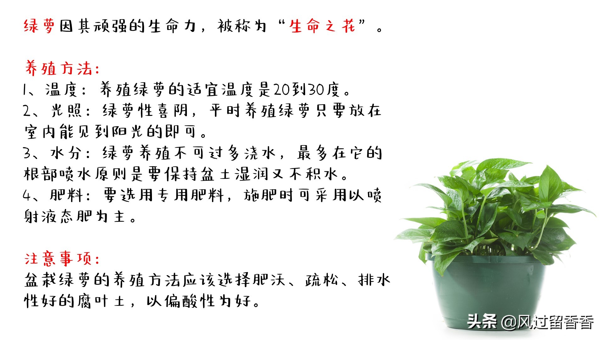 阳台养花教程推荐,阳台养花教程新手入门