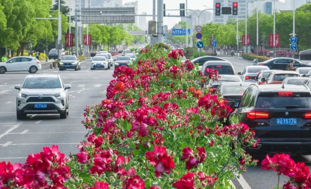 太仓蓝色花海,太仓好看的花海