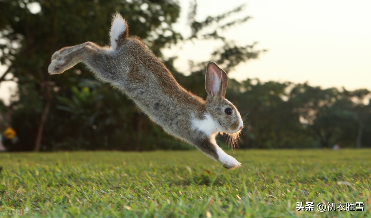 关于兔子的古诗和名句,与兔子有关的古诗词