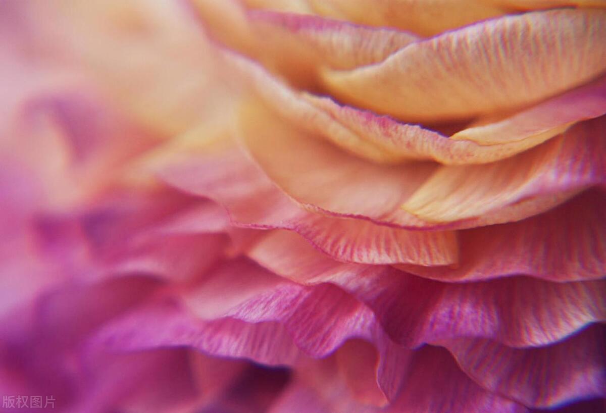 张爱玲的散文因为懂得所以慈悲,张爱玲谈慈悲因为懂得所以宽容