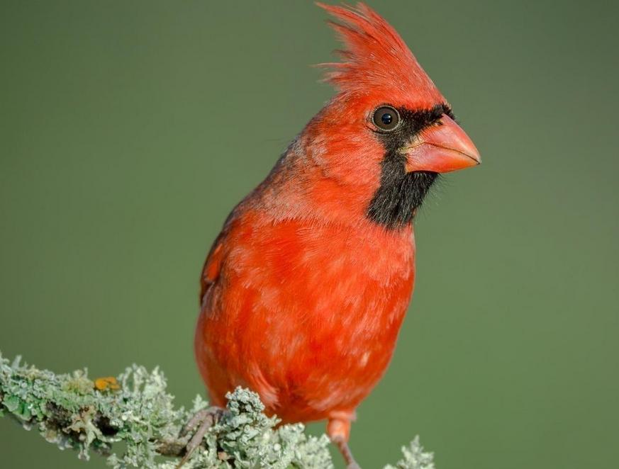 蚊子怕什么的昆虫,蚊子最怕什么动物的害虫