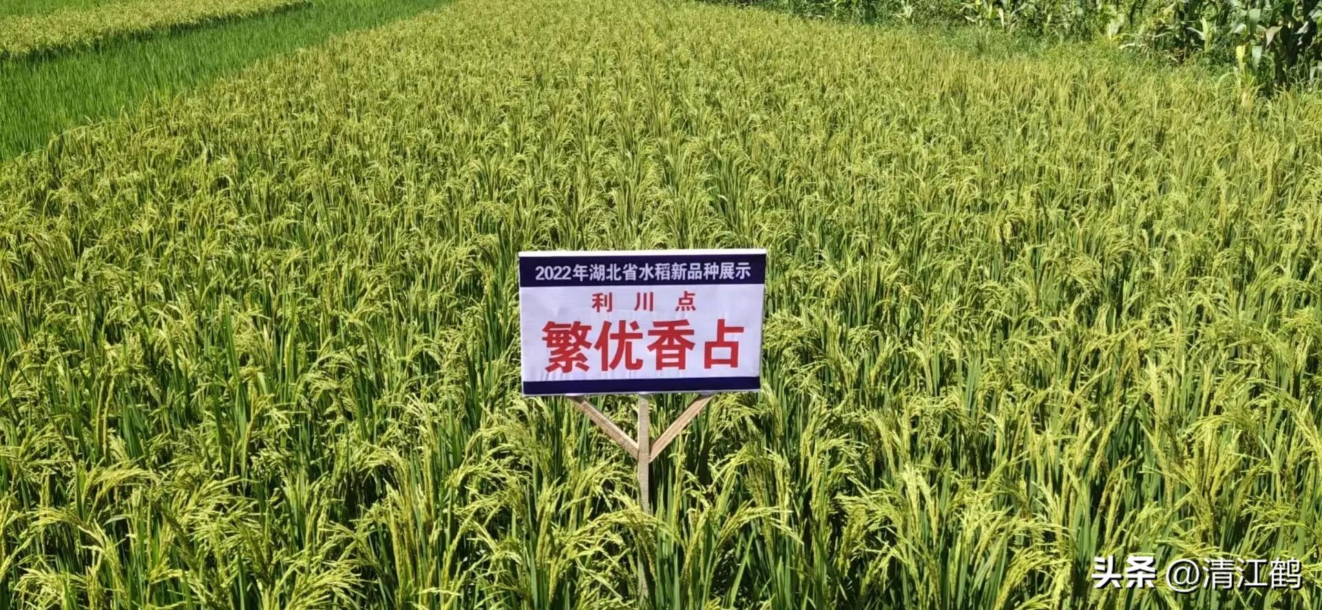 叶面肥增产技巧,叶面喷施肥助生长的配方