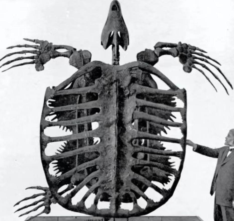 各种古生物化石图片,神秘的地球古生物昆虫化石